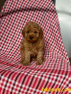 Red Toy Poodle Yavrularımız 2