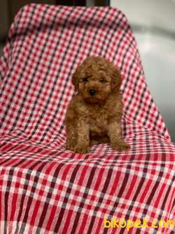 Red Toy Poodle Yavrularımız 13 3