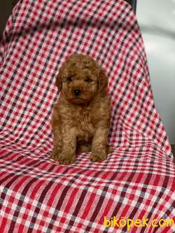 Red Toy Poodle Yavrularımız 3