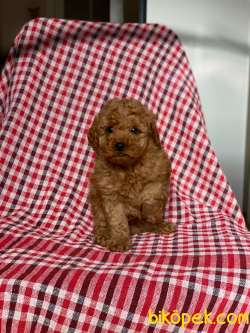 Red Toy Poodle Yavrularımız 1