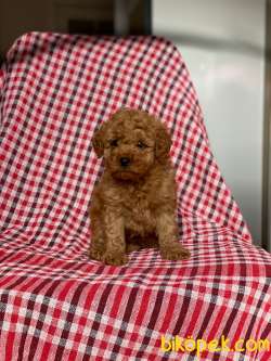 Red Toy Poodle Yavrularımız 5