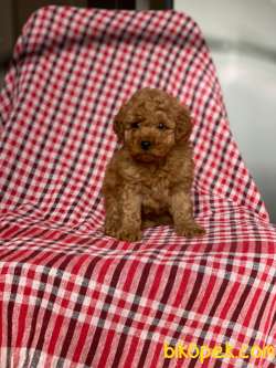 Red Toy Poodle Yavrularımız 4