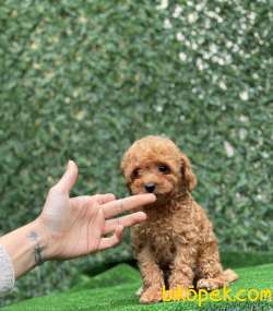 RED TOY POODLE YAVRULARIMIZ 5