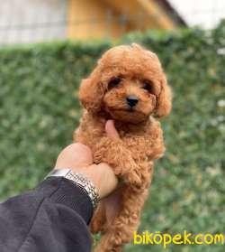 RED TOY POODLE YAVRULARIMIZ 1