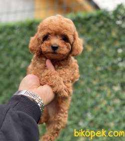 RED TOY POODLE YAVRULARIMIZ 2