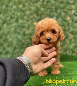 RED TOY POODLE YAVRULARIMIZ 3