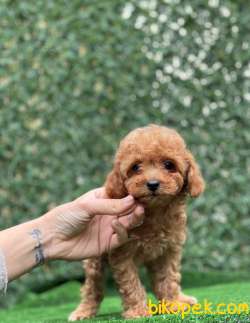RED TOY POODLE YAVRULARIMIZ 4