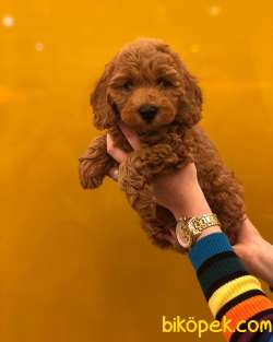 RED TOY POODLE YAVRULARIMIZ MAĞAZAMIZDA 2