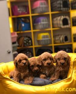 RED TOY POODLE YAVRULARIMIZ MAĞAZAMIZDA 1
