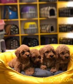 RED TOY POODLE YAVRULARIMIZ MAĞAZAMIZDA 3
