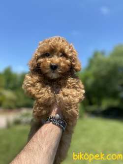 RED TOY POODLE YAVRUMUZ 1