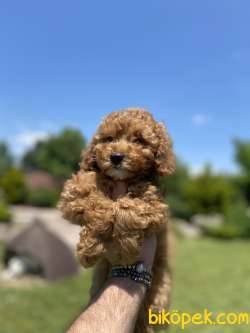 RED TOY POODLE YAVRUMUZ 3