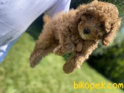 RED TOY POODLE YAVRUMUZ 2