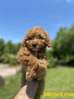 RED TOY POODLE YAVRUMUZ 4