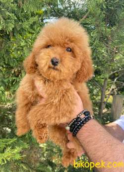 Red Toy Poodle Zeki Yavrular 1