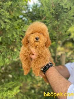 Red Toy Poodle Zeki Yavrular 3