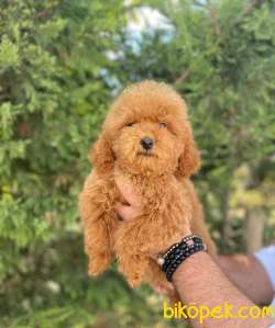 Red Toy Poodle Zeki Yavrular 2