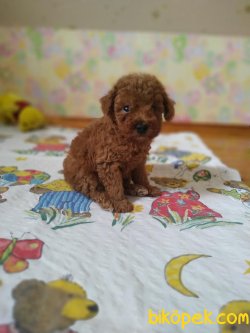 Red Toy Ve Tea Cup Poodle Bebekler 2