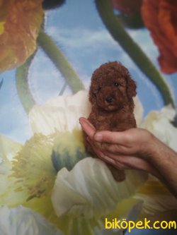 Red Toy Ve Tea Cup Poodle Bebekler 1