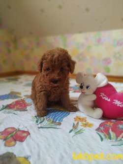 Red Toy Ve Tea Cup Poodle Bebekler 3