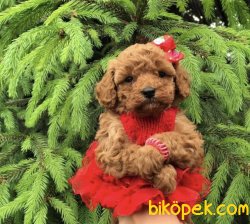 Red Toy Ve Tea Cup Poodle Pasaportlu Chipli 1