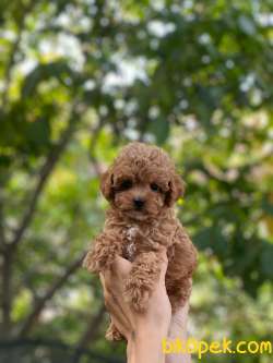 Red ToyPoodle Yavrularımız 5