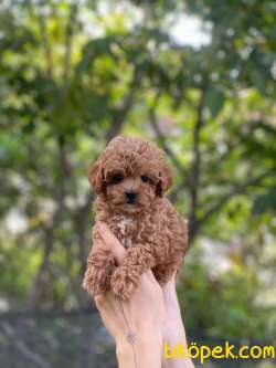 Red ToyPoodle Yavrularımız 4