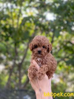 Red ToyPoodle Yavrularımız 1