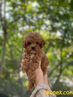 Red ToyPoodle Yavrularımız 3