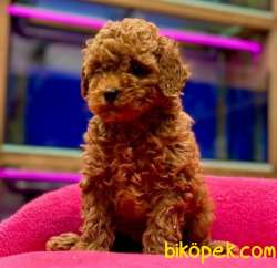 Red ToyPoodle Yavrularımız 3