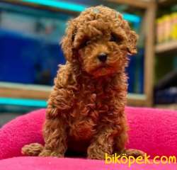 Red ToyPoodle Yavrularımız 2