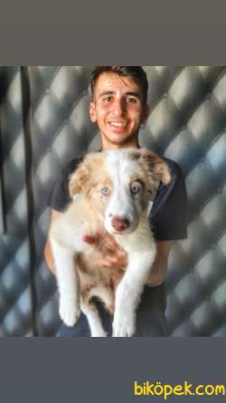 Red Ve Blue Merle Yavrular Yeni Yuvalarına Gitmeye Hazırlar 3
