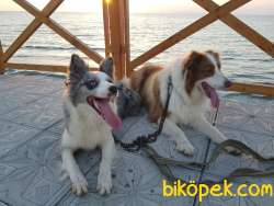 Red Ve Blue Merle Yavrular Yeni Yuvalarına Gitmeye Hazırlar 5