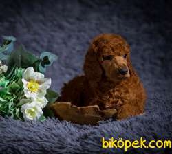RED VE SİLVER STANDART POODLE YAVRULARIMIZ 1