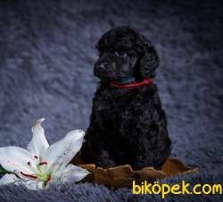 RED VE SİLVER STANDART POODLE YAVRULARIMIZ 4
