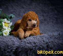 RED VE SİLVER STANDART POODLE YAVRULARIMIZ 5