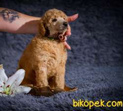 RED VE SİLVER STANDART POODLE YAVRULARIMIZ 2
