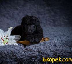 RED VE SİLVER STANDART POODLE YAVRULARIMIZ 3