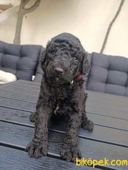 RED WHİTE SİLVER TOY POODLE YAVRULARIMİZ 5