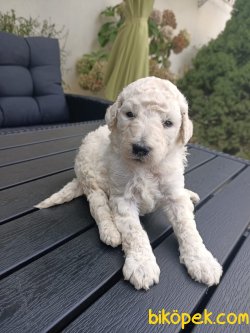 RED WHİTE SİLVER TOY POODLE YAVRULARIMİZ 3