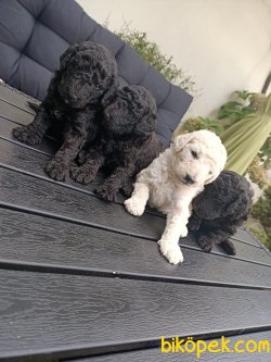 RED WHİTE SİLVER TOY POODLE YAVRULARIMİZ 4