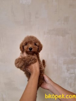 Red Xs Poodle Anne Baba Secereli Orjinal Pasaport Ve Chipli 1