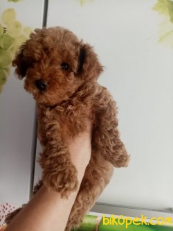 Redbrown Mini Toy Poodle Bebeklerimiz 2