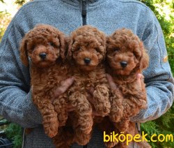 Redbrown Mini Toy Poodle Bebeklerimiz 1