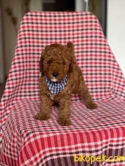 REDBROWN TOY POODLE 2