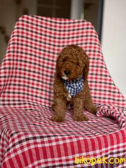 REDBROWN TOY POODLE 3