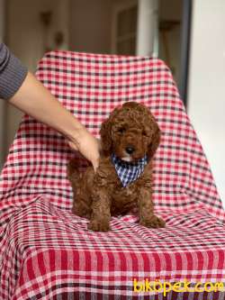REDBROWN TOY POODLE 1
