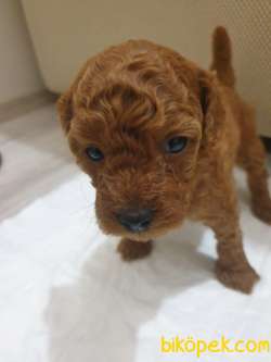 Redbrown Toy Poodle Annealtı Yavrular 1