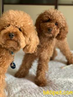 Redbrown Toy Poodle Annealtı Yavrular 4