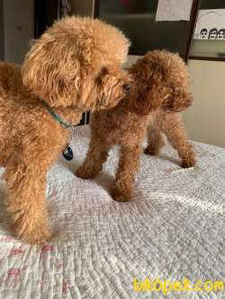 Redbrown Toy Poodle Annealtı Yavrular 2